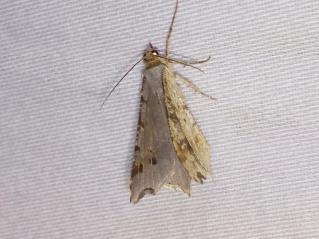 Macaria alternata - közönséges szürkearaszoló