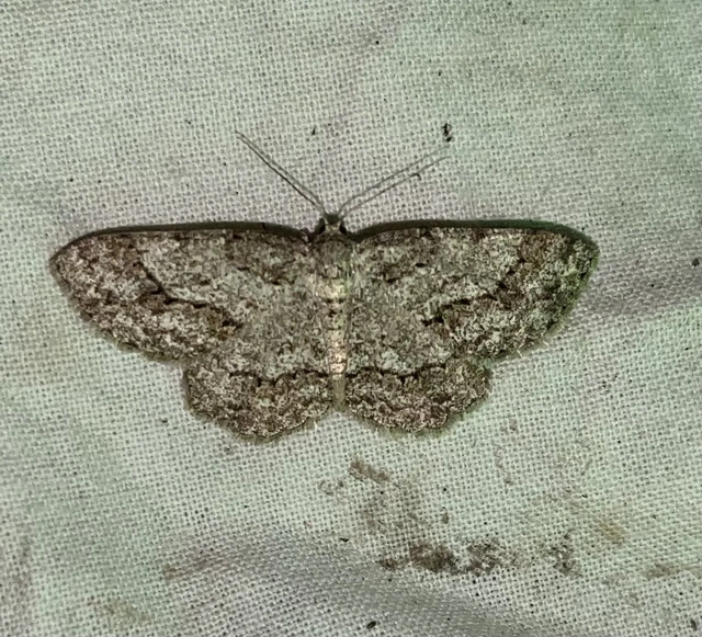 Ectropis crepuscularia - avararaszoló
