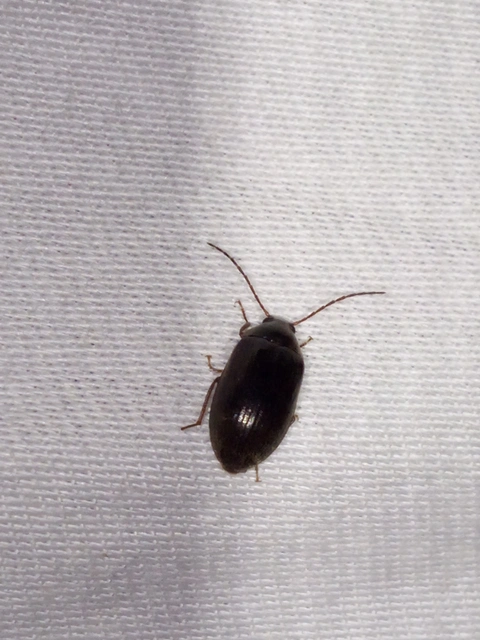 Hymenalia rufipes - rőtlábú alkonybogár