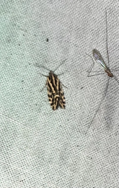 Emmelia trabealis - zebrabagoly
