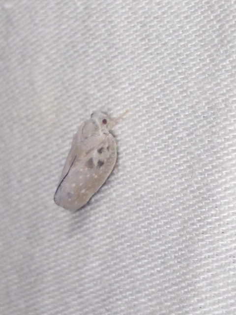 Metcalfa pruinosa - amerikai lepkekabóca