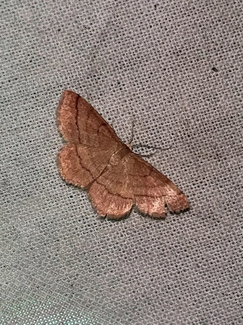 Scopula rubiginata - réti pirosaraszoló