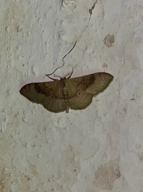 Idaea degeneraria - barnasávos araszoló