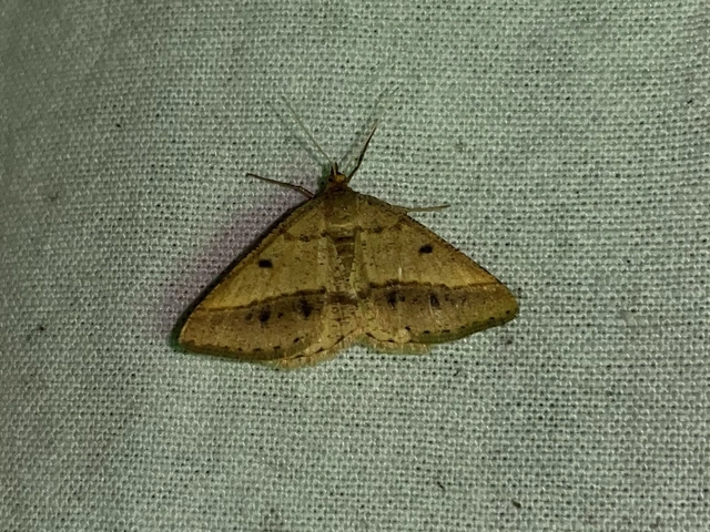 Tephrina arenacearia - lucerna-araszoló