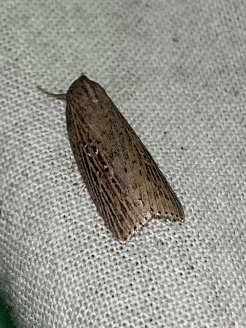 Chilodes maritima - négyfoltos nádibagoly