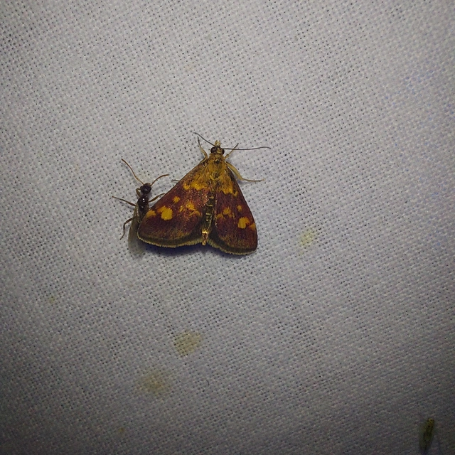 Pyrausta aurata - aranyló bíbormoly