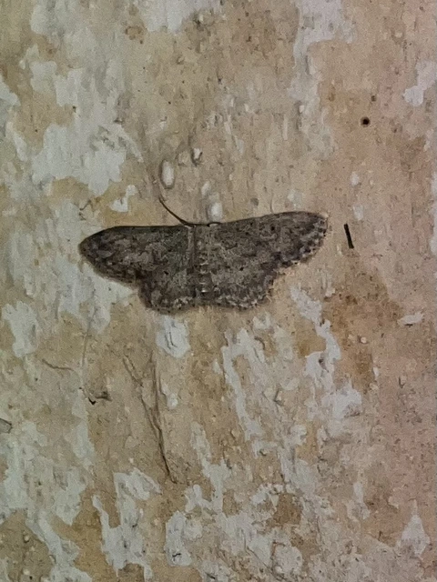 Idaea seriata - szürke apróaraszoló