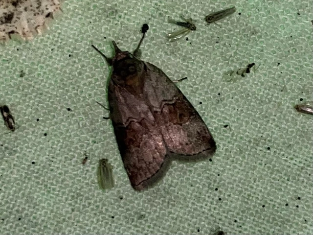 Nycteola asiatica - nyárfa-trapézbagoly