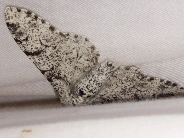 Biston betularia - szürkepettyes araszoló