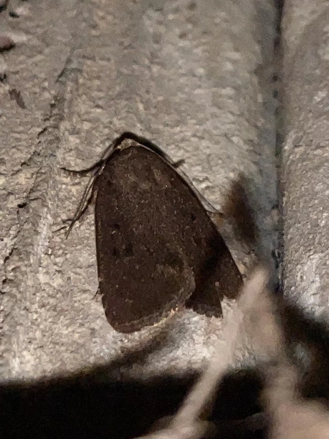 Amphipyra tragopoginis - bakszakállbagoly