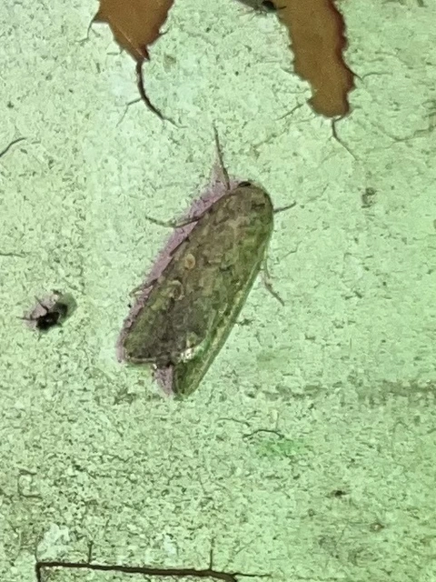 Spodoptera exigua - apró jegyesbagoly