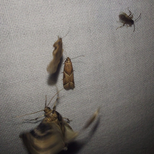 Nyctegretis lineana - agátszínű karcsúmoly