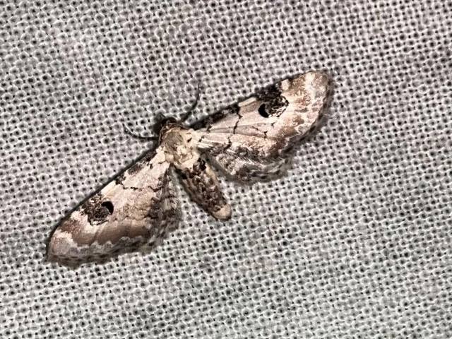 Eupithecia centaureata - búzavirág-törpearaszoló