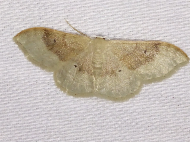 Idaea degeneraria - barnasávos araszoló