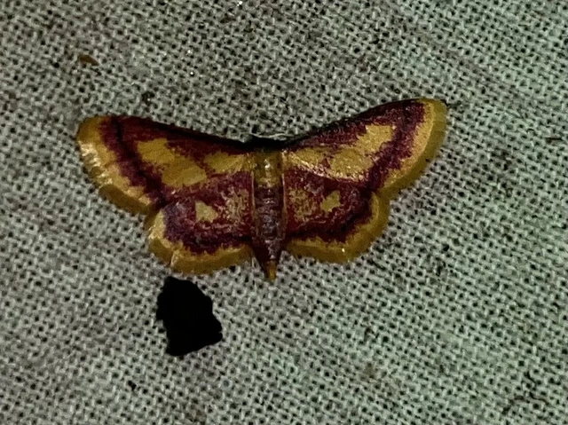 Idaea muricata - mocsári pirosaraszoló