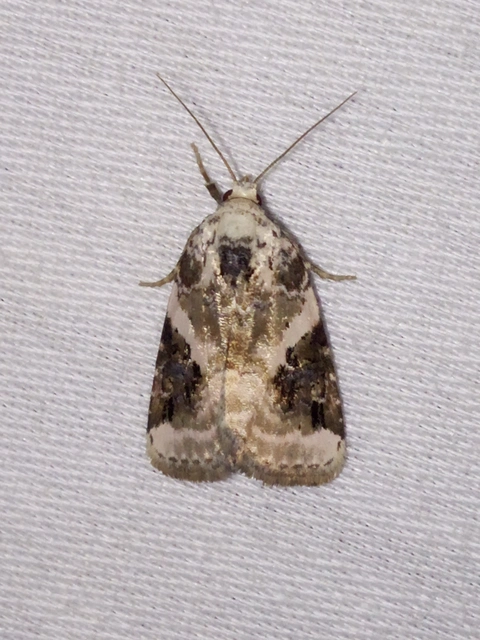 Pseudeustrotia candidula - fehéres apróbagoly