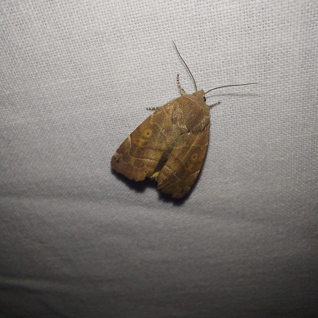 Cosmia affinis - barna lombbagoly