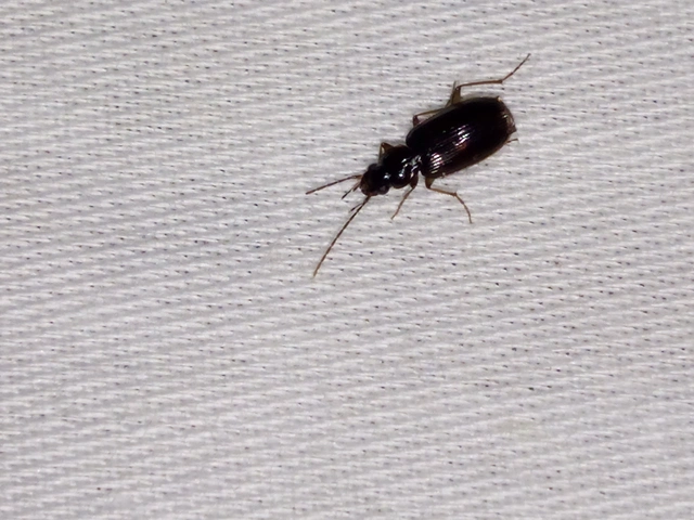 Badister collaris - barna posványfutonc