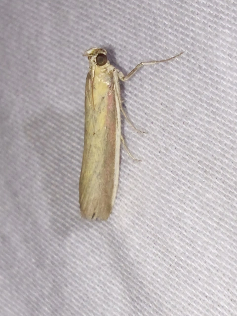 Oncocera semirubella - lucernamoly