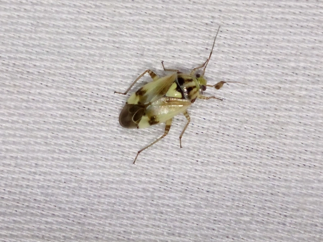 Lygus pratensis - változó mezeipoloska