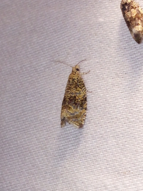 Celypha lacunana - vízparti tükrösmoly