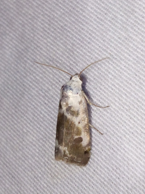 Ponometia candefacta - parlagfűbagoly