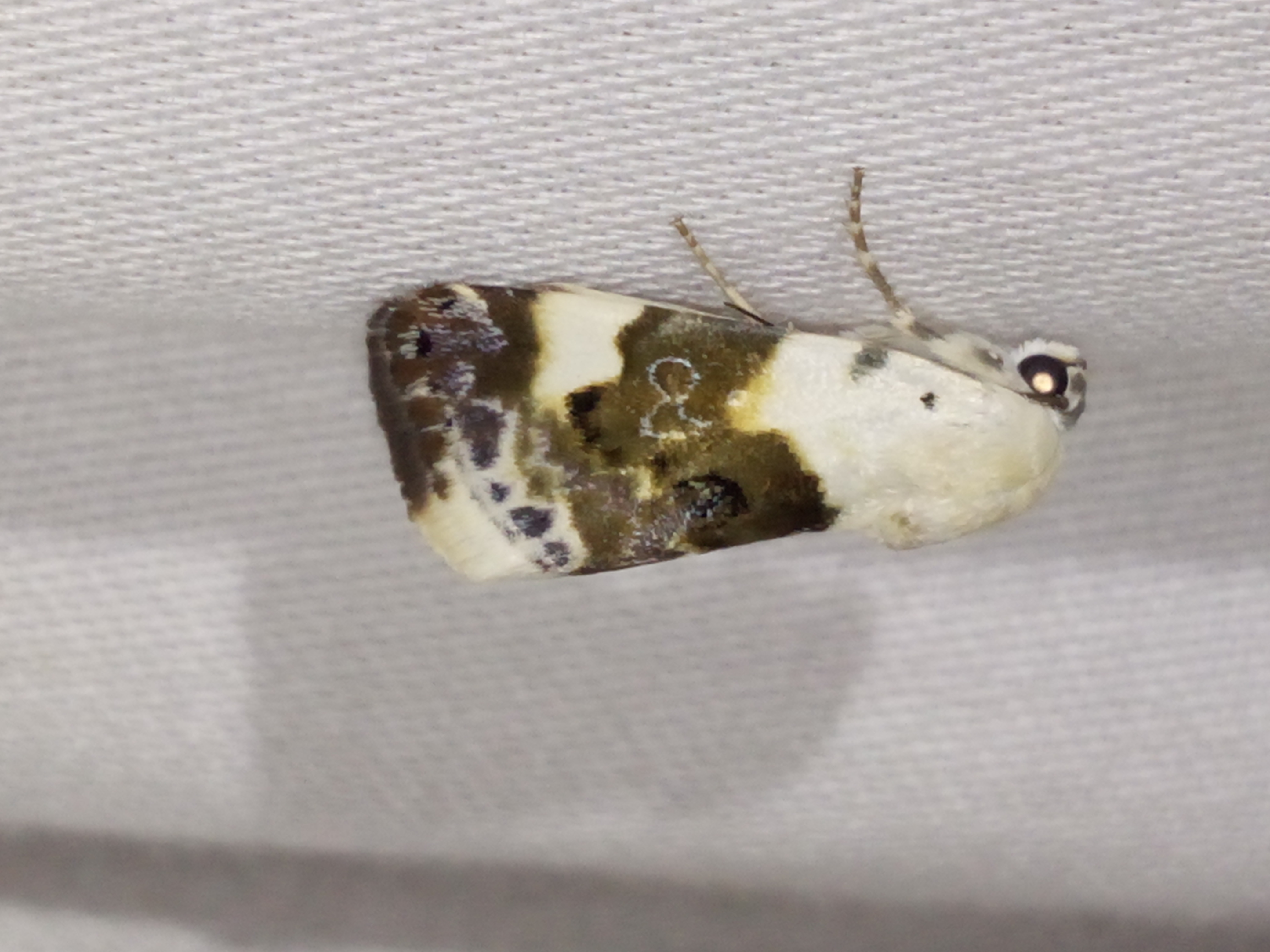 Acontia lucida - fehér nappalibagoly