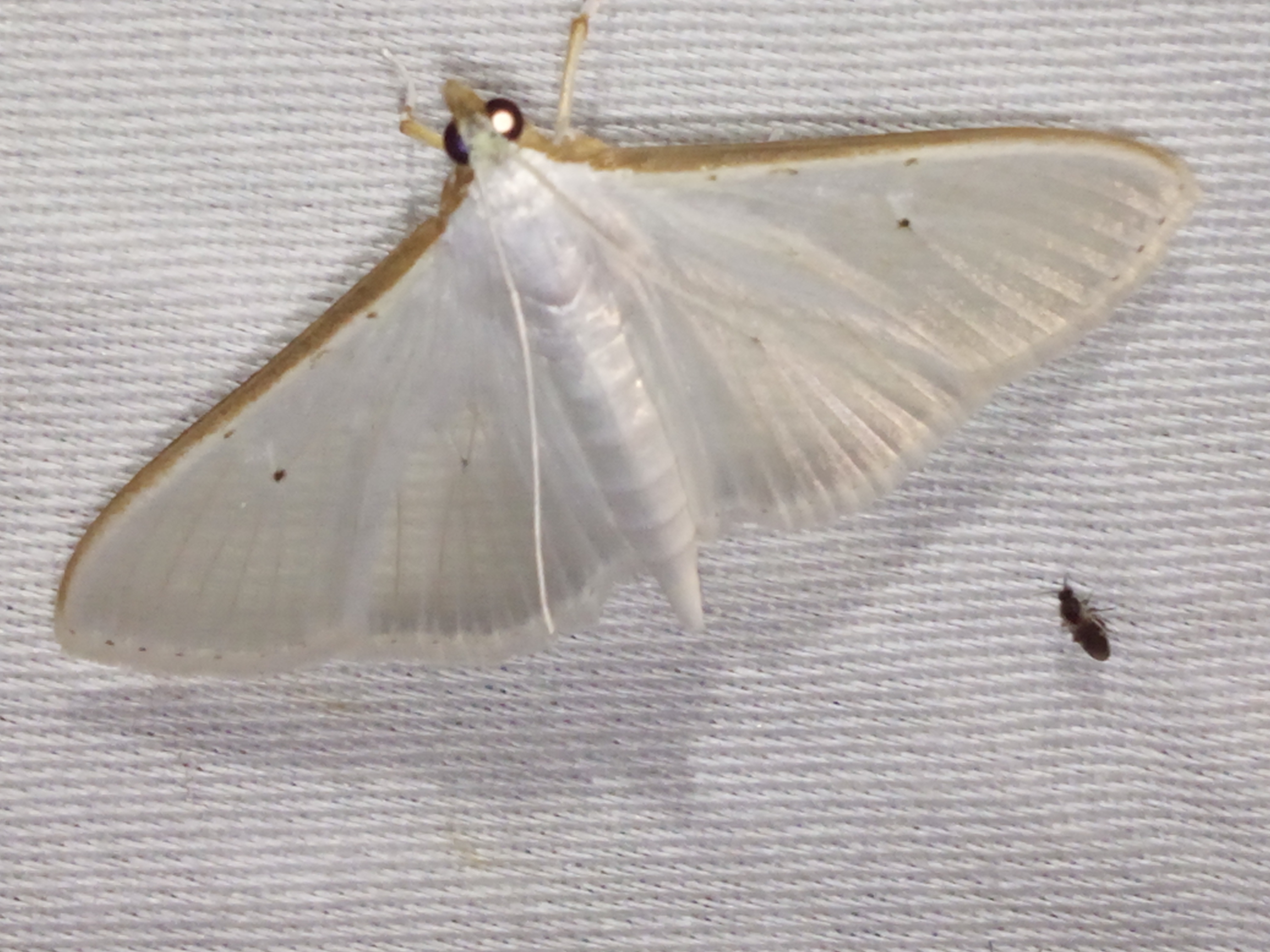 Palpita vitrealis - hófehér tűzmoly