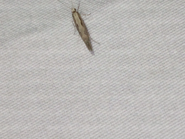 Plutella xylostella - káposztamoly