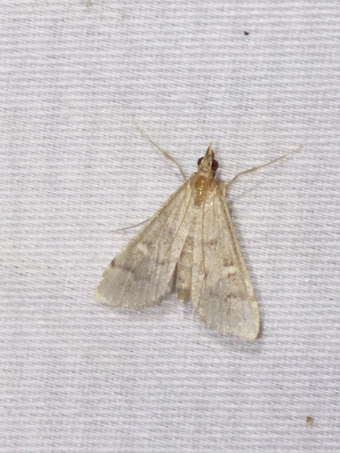 Dolicharthria punctalis - hosszúlábú tűzmoly
