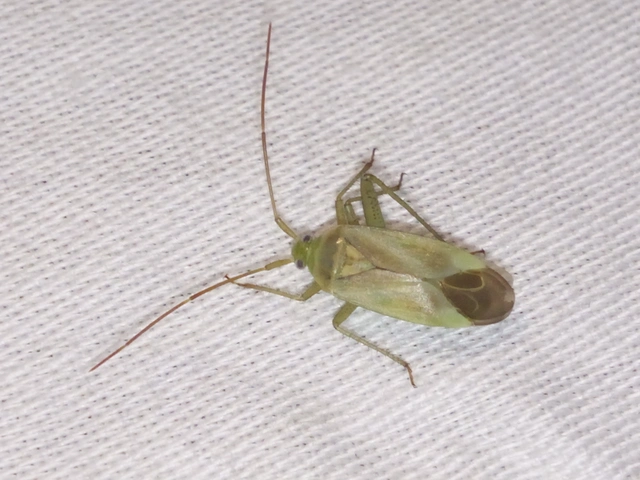 Adelphocoris lineolatus - lucernapoloska