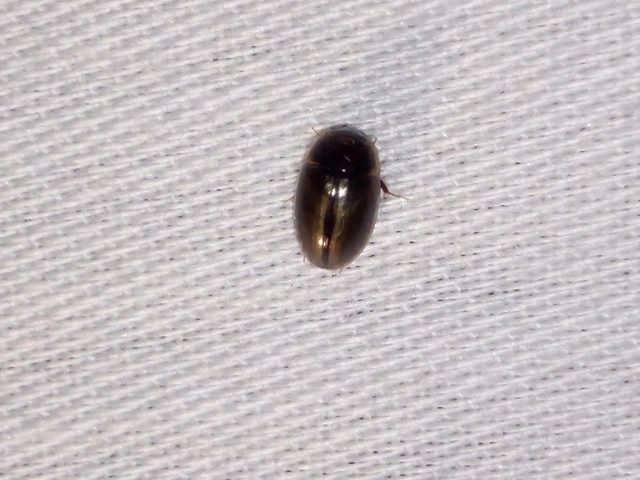 Hydrophilidae - csiborfélék