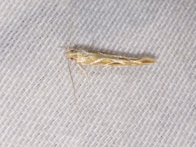 Pyroderces argyrogrammos - ezüstmintás tündérmoly