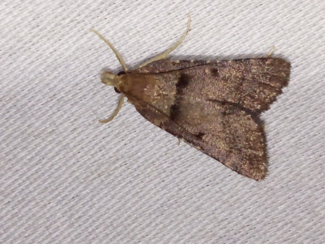 Stemmatophora brunnealis - barna fényilonca