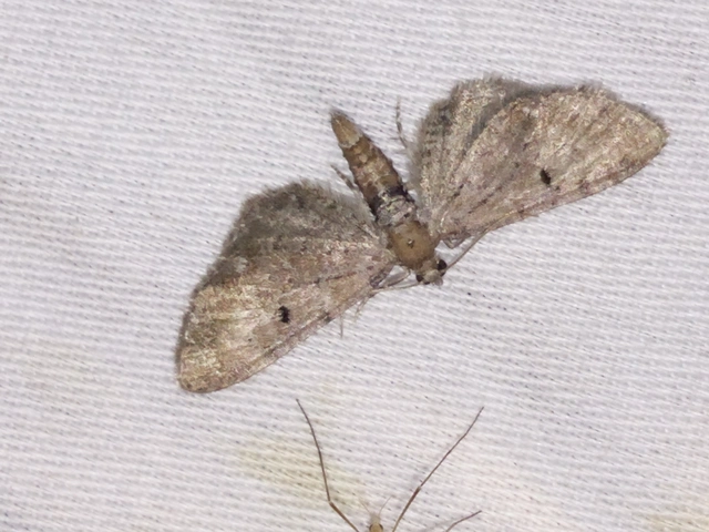 Eupithecia absinthiata - üröm-törpearaszoló