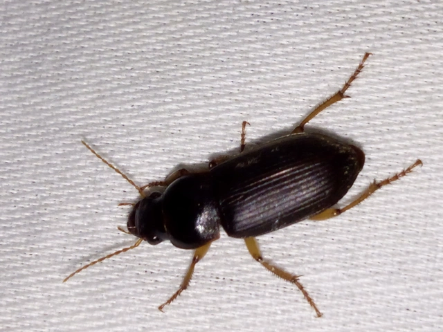 Harpalus griseus - kis selymesfutó