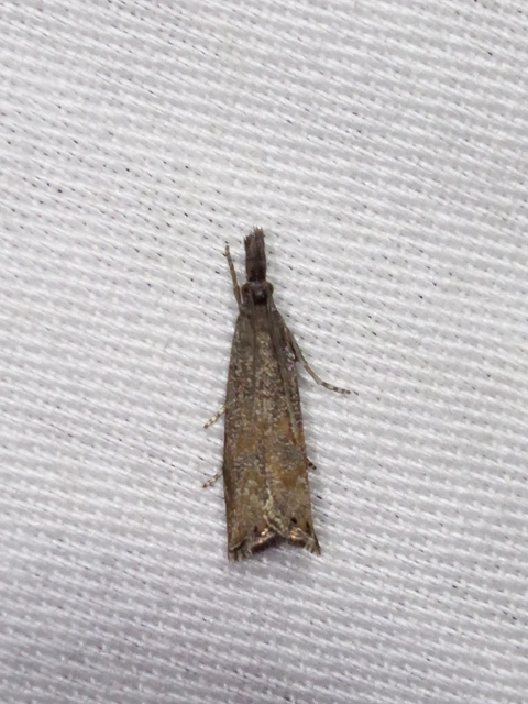 Platytes cerussella - törpe fűgyökérmoly