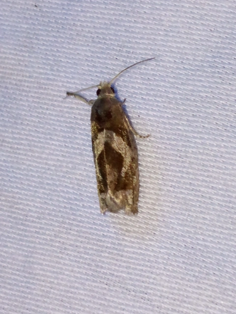 Epiblema foenella - kampósfoltú tükrösmoly
