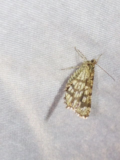 Chiasmia clathrata - rácsos rétiaraszoló