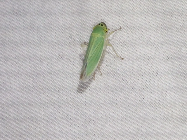 Cicadella viridis - méregzöld kabóca