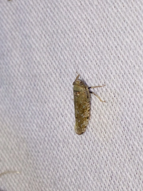 Orientus ishidae
