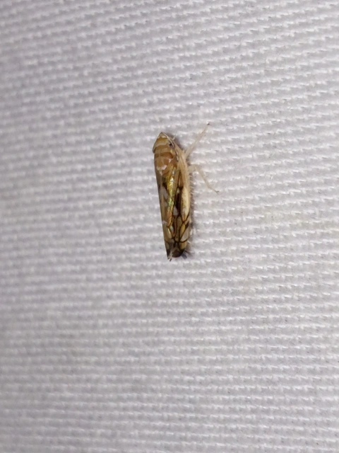 Scaphoideus titanus