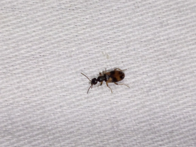 Anthicus antherinus - közönséges fürgebogár