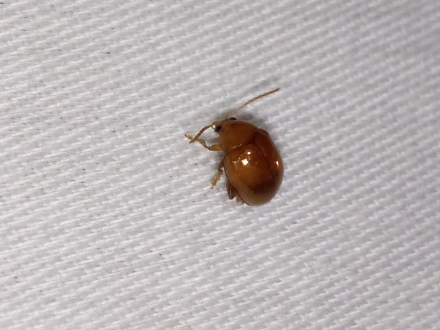 Sphaeroderma