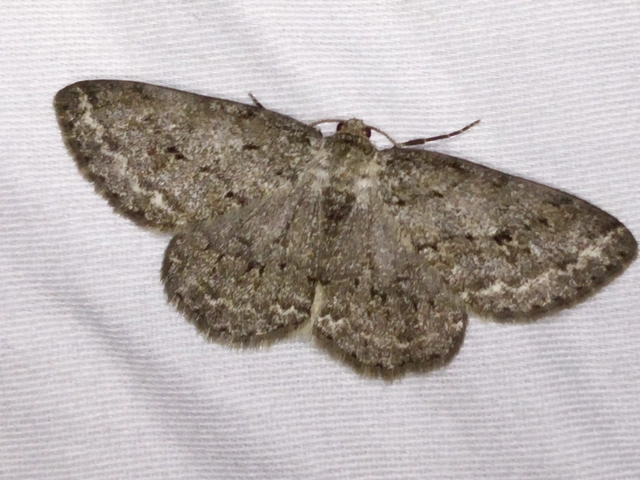 Ectropis crepuscularia - avararaszoló