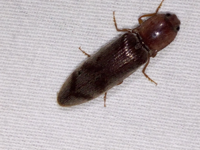 Stenagostus rhombeus - rombusznyakú pattanó