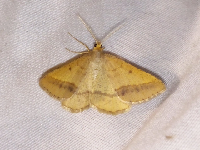 Tephrina arenacearia - lucerna-araszoló