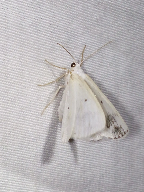 Lomographa temerata - foltos fehéraraszoló