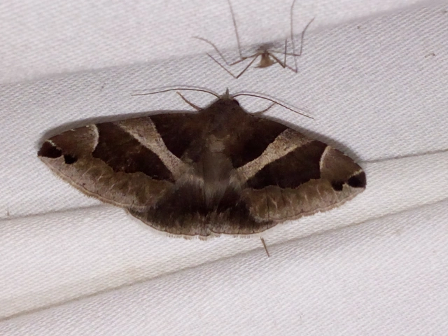 Dysgonia algira - déli porcelánbagoly