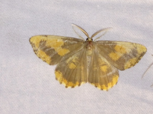 Angerona prunaria - sárga kökényaraszoló